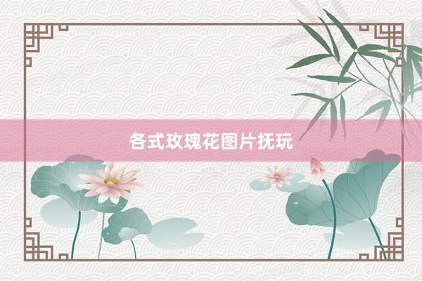 各式玫瑰花图片抚玩